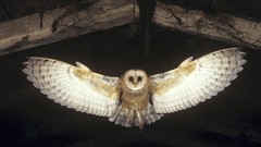 Birds barn flying Owls
