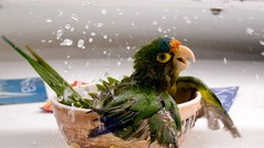 Birds bathing Parrots