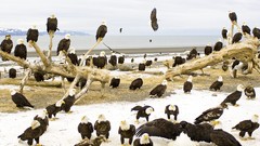Birds bay Alaska bald eagles