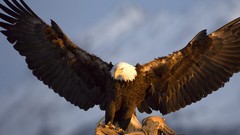 Birds bay Alaska bald eagles