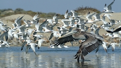 Birds Beaches