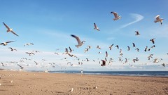 Birds Beaches