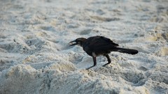 Birds Beaches Cocoa Beach