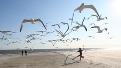 Birds Beaches nature