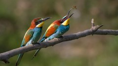 Birds Bee Eaters