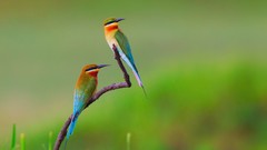 Birds Bee Eaters