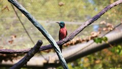 Birds Bee Eaters Painted Bunting
