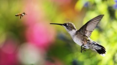 Birds bees insects hummingbirds blurred background