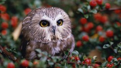 Birds Berries bokeh Owls baby birds