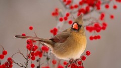 Birds Berries cardinal