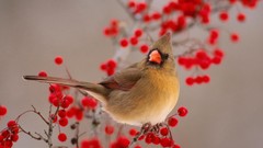 Birds Berries cardinal
