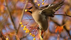 Birds Berries cedar waxwing