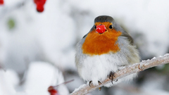 Birds Berries robins