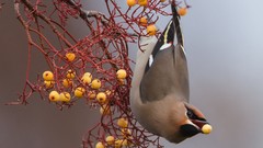 Birds Berries waxwing