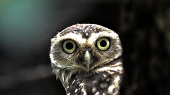 Birds big eyes yellow eyes owlet Owls