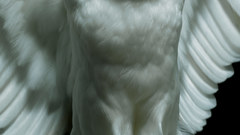 Birds black background