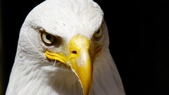 Birds black background Eagles