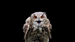 Birds black background harry potter Owls