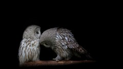 Birds black background Owls barn owl