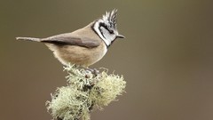 Birds Black Crested Titmouse