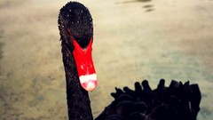 Birds Black Swan