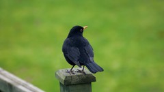 Birds blackbird