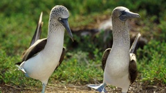 Birds blue-footed boobies