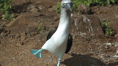Birds blue-footed boobies