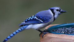 Birds blue jay