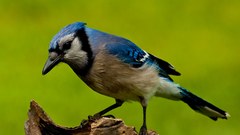 Birds blue jay