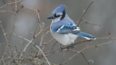 Birds blue Jay