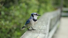 Birds blue jay