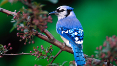 Birds blue jay branches