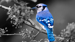 Birds blue jay selective coloring