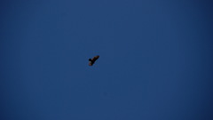 Birds blue sky freedom