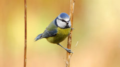 Birds blue tit