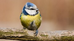 Birds blue tit