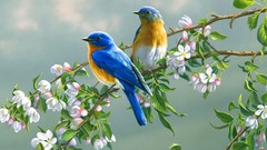 Birds bluebirds
