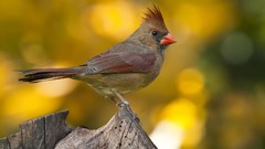 Birds bokeh cardinal