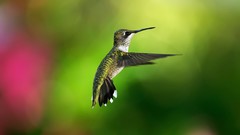 Birds bokeh hummingbirds