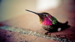 Birds bokeh hummingbirds multicolor iridescence depth of field 
