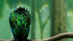 Birds branch Animals artwork