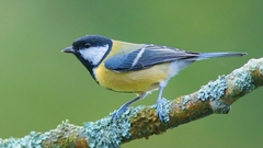 Birds branches Great Tit