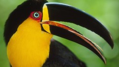 Birds Brazil national park argentina toucans