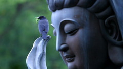 Birds Buddha