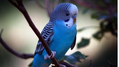 Birds budgerigar parakeets