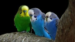Birds budgerigar parakeets