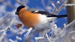Birds bullfinch