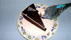 Birds cakes