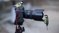 Birds Cameras
